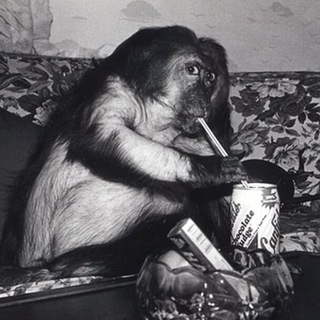 Логотип @zwetz_chat - ЗCHAT 🐲