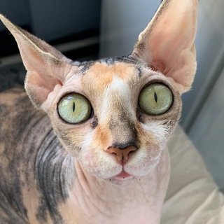 Логотип @zyislistening - zyislistening