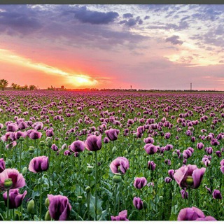 Логотип @zz_aa1234 - Природа мира картинки