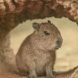 Логотип @zzzkapibarazzz - Девственница