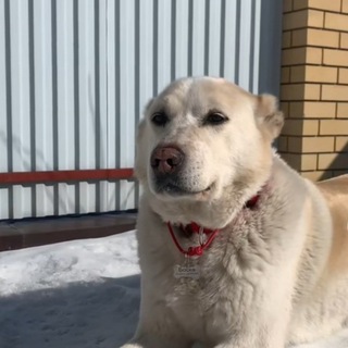 Логотип @zzzzgvhnnuitrtff - Чат Боски🐶